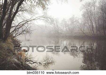 Dog exploring misty rural lake View Large Photo Image Stock Image - Dog exploring misty rural lake. Fotosearch