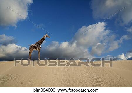 Giraffe walking on desert sand dunes View Large Photo Image Stock Photograph - Giraffe walking on desert sand dunes. Fotosearch