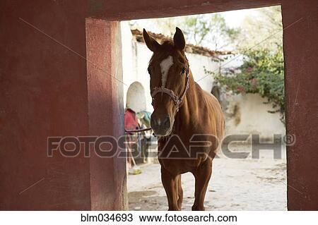 Horse walking into stable on ranch View Large Photo Image Stock Image - Horse walking into stable on ranch. Fotosearch