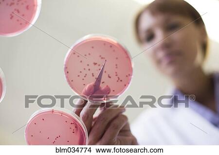 Picture - Mixed race scientist examining sample in laboratory. Fotosearch