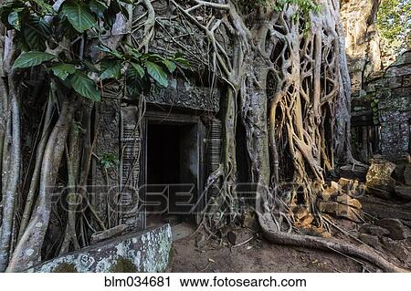Tree roots growing on ruins of Angkor Wat temple, Siem Reap, Siem Reap, Cambodia View Large Photo Image Stock Image - Tree roots growing on ruins of Angkor Wat temple, Siem Reap, Siem Reap, Cambodia. Fotosearch