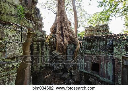 Stock Image - Tree roots growing on ruins of Angkor Wat temple, Siem Reap, Siem Reap, Cambodia. Fotosearch