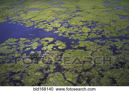 Aerial view of elephant walking in remote river View Large Photo Image Stock Image - Aerial view of elephant walking in remote river. Fotosearch