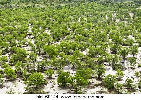 Aerial view of trees in flat remote landscape View Large Photo Image Picture - Aerial view of trees in flat remote landscape. Fotosearch