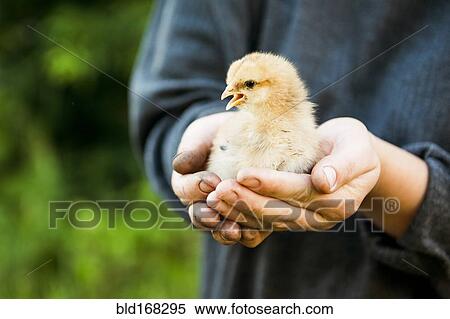 Caucasian farmer holding chick View Large Photo Image Stock Photography - Caucasian farmer holding chick. Fotosearch