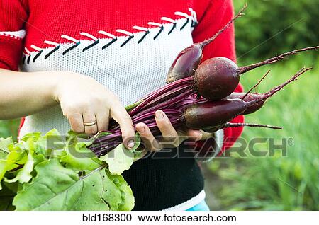 Caucasian farmer holding fresh beets in garden View Large Photo Image Stock Image - Caucasian farmer holding fresh beets in garden. Fotosearch