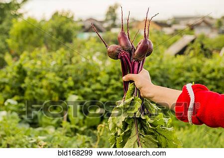 Stock Photo - Caucasian farmer holding fresh beets in garden. Fotosearch