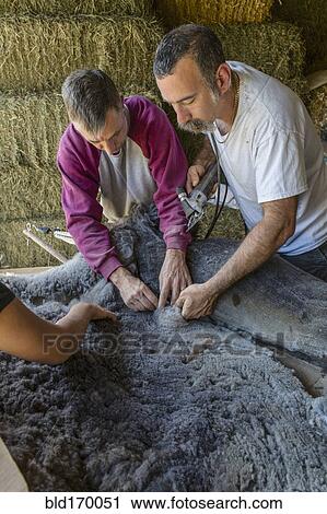 Stock Image - Caucasian farmers shearing alpaca on farm. Fotosearch