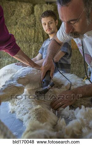Stock Photo - Caucasian farmers shearing alpaca on farm. Fotosearch
