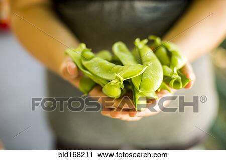 Stock Image - Caucasian woman holding fresh snap peas. Fotosearch