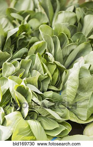 Stock Image - Close up of bunches of fresh lettuce. Fotosearch