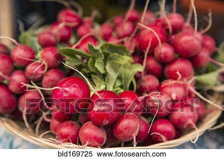 Stock Photography - Close up of bunches of radishes. Fotosearch