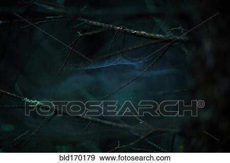 Stock Photo - Close up of cobwebs on branches in dark forest. Fotosearch