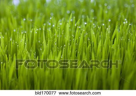 Stock Photo - Close up of dew droplets on grass. Fotosearch