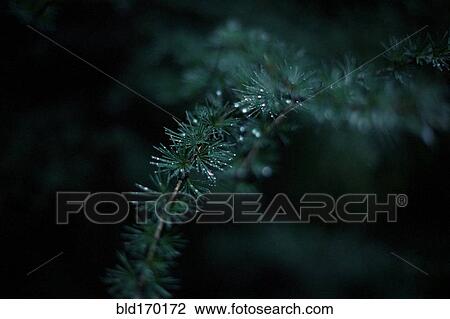 Stock Image - Close up of dew drops on evergreen tree branch. Fotosearch