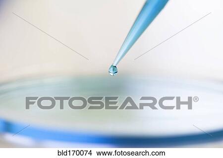 Close up of liquid on dropper over petri dish View Large Photo Image Picture - Close up of liquid on dropper over petri dish. Fotosearch