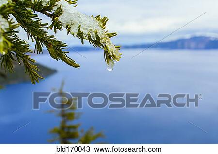 Close up of melting snow on tree branch over Crater Lake, Oregon, United States View Large Photo Image Stock Image - Close up of melting snow on tree branch over Crater Lake, Oregon, United States. Fotosearch