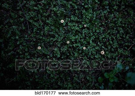 Close up of moss growing in dark forest View Large Photo Image Stock Photo - Close up of moss growing in dark forest. Fotosearch