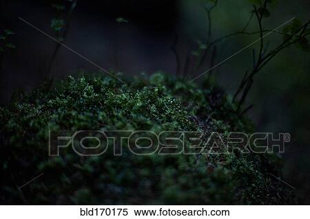 Close up of moss growing in dark forest View Large Photo Image Stock Photography - Close up of moss growing in dark forest. Fotosearch