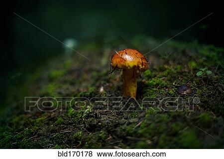 Close up of mushroom growing in dark forest View Large Photo Image Stock Photo - Close up of mushroom growing in dark forest. Fotosearch