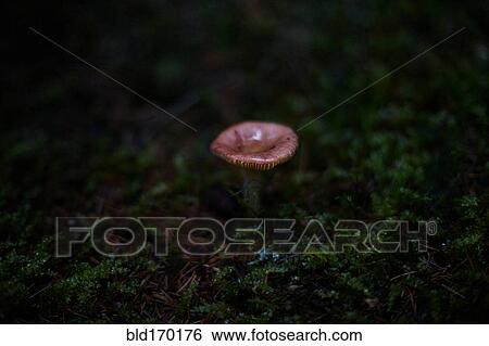 Stock Photograph - Close up of mushroom growing in dark forest. Fotosearch