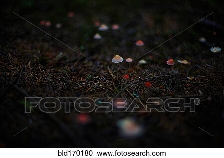 Stock Image - Close up of mushrooms growing in dark forest. Fotosearch