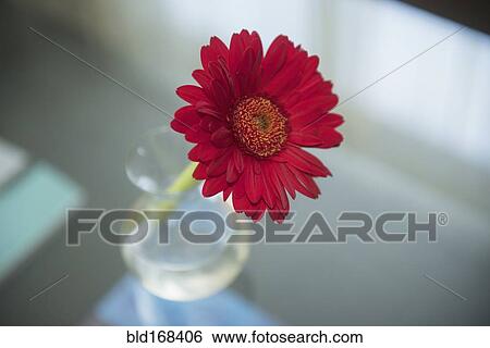 Stock Photograph - Close up of red blooming flower in vase. Fotosearch