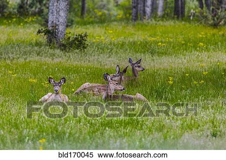 Stock Photography - Deer laying in tall grass in rural field. Fotosearch