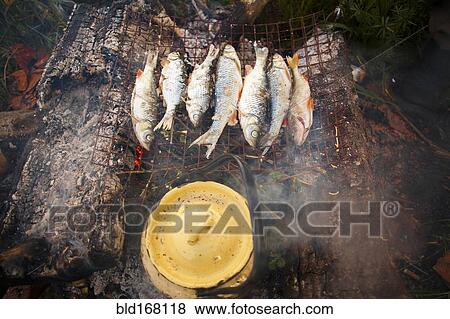 Stock Photo - Fish grilling over campfire with dutch oven. Fotosearch