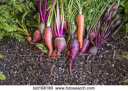 Fresh carrots in garden View Large Photo Image Stock Photo - Fresh carrots in garden. Fotosearch