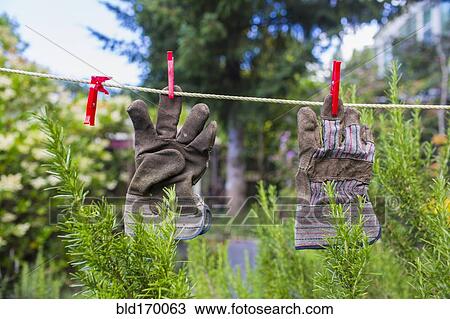 Stock Image - Gardening gloves drying on clothesline in backyard. Fotosearch