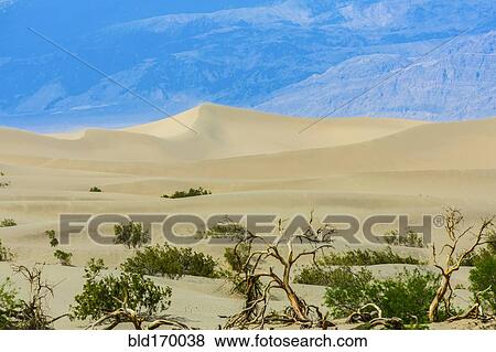 Grass brush growing in desert sand dunes View Large Photo Image Stock Photo - Grass brush growing in desert sand dunes. Fotosearch