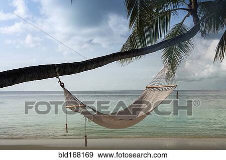 Hammock hanging on palm tree at beach View Large Photo Image Stock Photo - Hammock hanging on palm tree at beach. Fotosearch