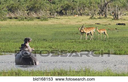 Hippopotamus roaring at antelope in remote water hole View Large Photo Image Stock Image - Hippopotamus roaring at antelope in remote water hole. Fotosearch