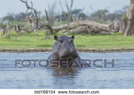 Picture - Hippopotamus swimming in remote water hole. Fotosearch