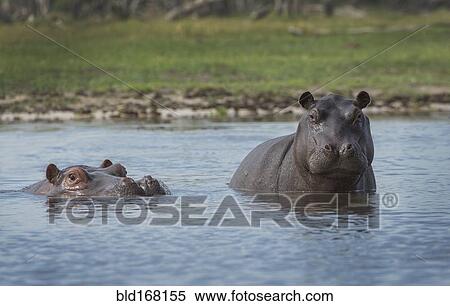 Hippopotamus swimming in remote water hole View Large Photo Image Stock Photography - Hippopotamus swimming in remote water hole. Fotosearch