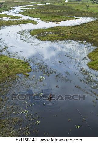 Hippopotamus swimming in rural river View Large Photo Image Stock Image - Hippopotamus swimming in rural river. Fotosearch