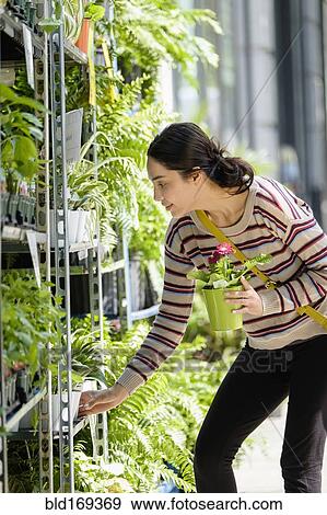 Hispanic woman shopping for plants in nursery View Large Photo Image Stock Photo - Hispanic woman shopping for plants in nursery. Fotosearch