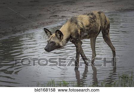 Hyena walking in water hole View Large Photo Image Stock Photo - Hyena walking in water hole. Fotosearch