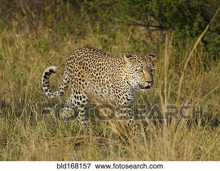 Stock Photo - Leopard walking in tall grass. Fotosearch