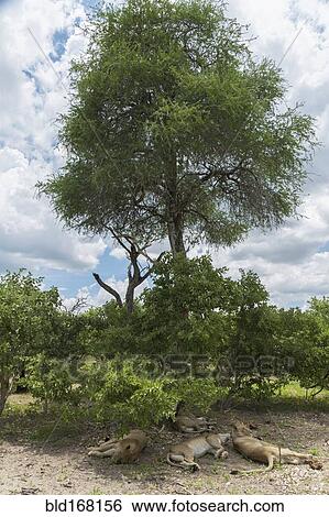 Lions resting under shade in remote field View Large Photo Image Stock Photograph - Lions resting under shade in remote field. Fotosearch