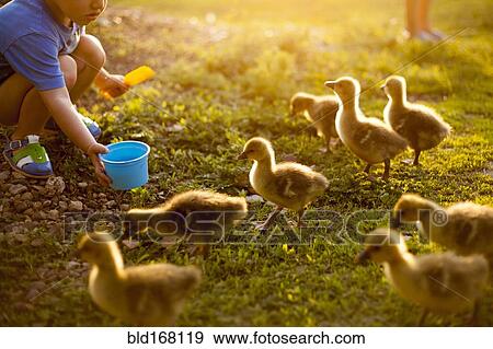 Stock Photo - Mari boy feeding ducks on farm. Fotosearch