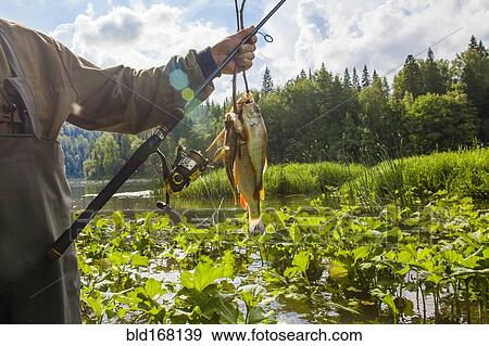 Mari fisherman holding caught fish at rural river View Large Photo Image Stock Photo - Mari fisherman holding caught fish at rural river. Fotosearch