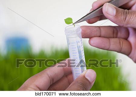Stock Image - Mixed race scientist dropping leaf in test tube. Fotosearch