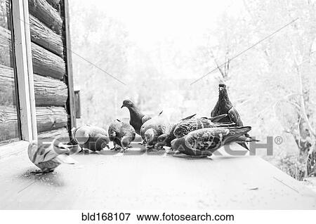 Pigeons grazing on porch View Large Photo Image Stock Photo - Pigeons grazing on porch. Fotosearch