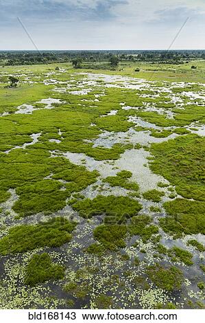 Plants growing in still river View Large Photo Image Stock Image - Plants growing in still river. Fotosearch