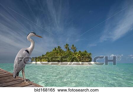 Stock Photography - Stork standing on wooden dock near tropical island. Fotosearch