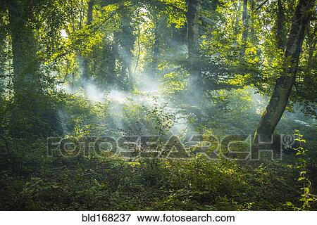Sunbeams through tree branches in forest View Large Photo Image Stock Photo - Sunbeams through tree branches in forest. Fotosearch