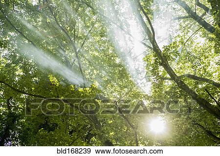 Stock Photo - Sunbeams through tree branches in forest. Fotosearch