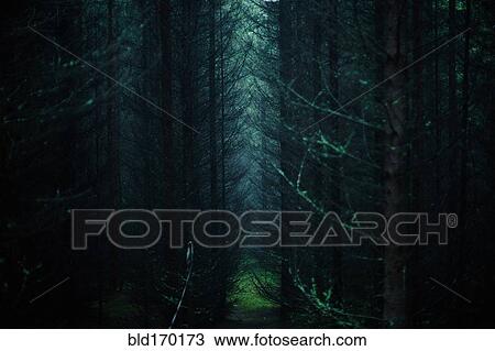 Stock Image - Sunlight through trees in dark forest. Fotosearch